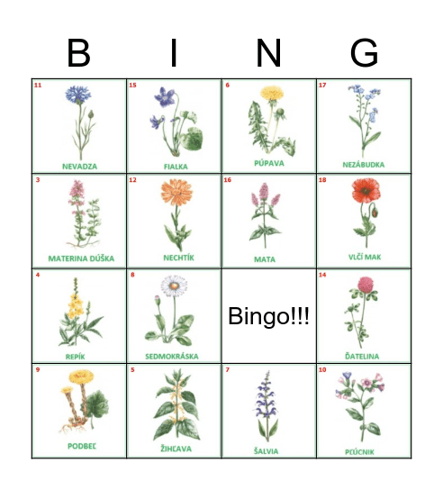 Liečivé rastliny Bingo Card