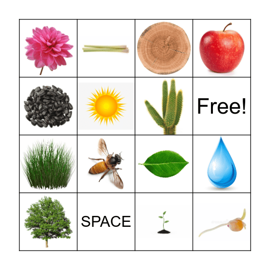 Plant Bingo Card