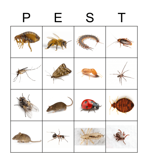 Pestingo Bingo Card