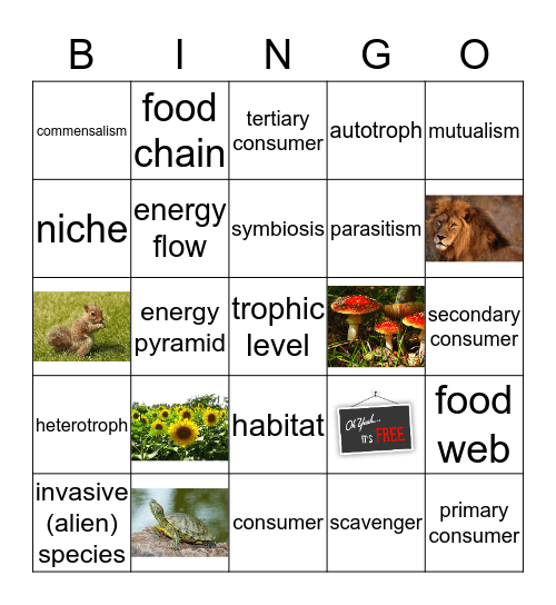Ecology Key Terms Bingo Card