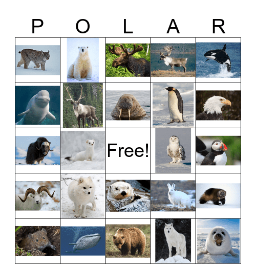 Polar Animals Bingo Card