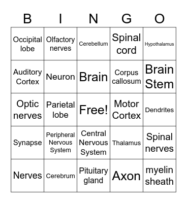 Nervous System & Brain Bingo Card