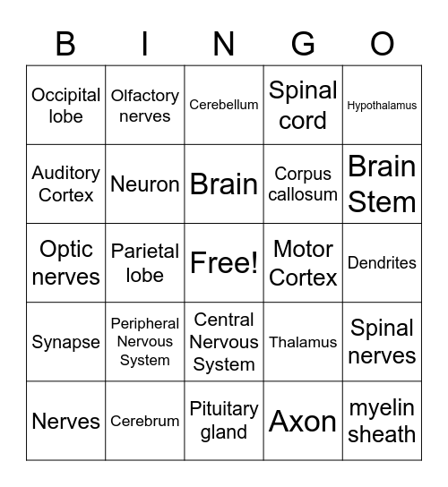 Nervous System & Brain Bingo Card