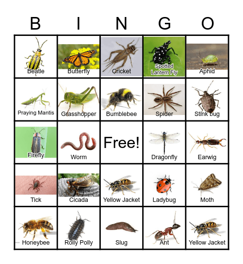 Insect Safari Bingo Card