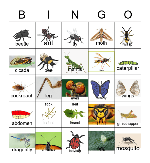 Insects and Their Body Parts Bingo Card