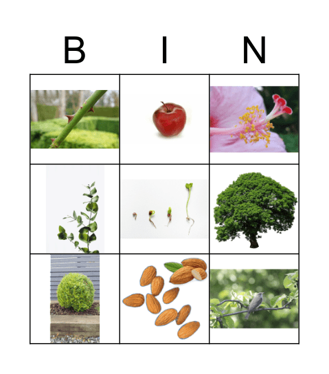 NYBG Plant Bingo: Plant Parts Bingo Card