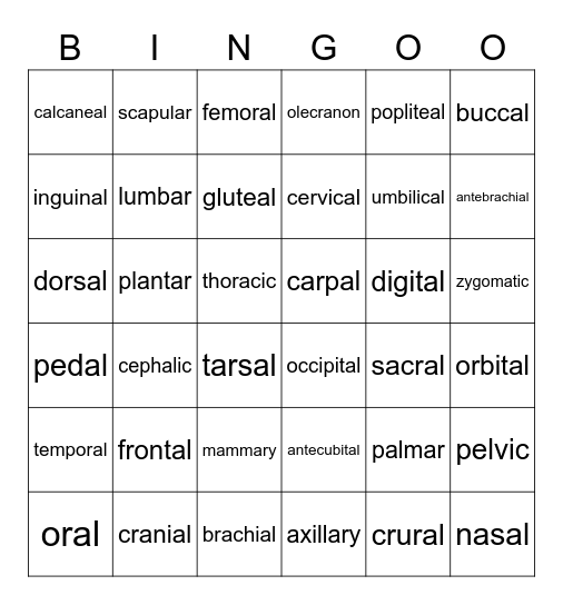 anatomical regions Bingo Card