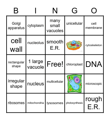 ANIMAL & PLANT CELLS Bingo Card