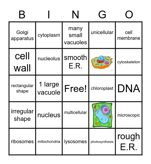 ANIMAL & PLANT CELLS Bingo Card