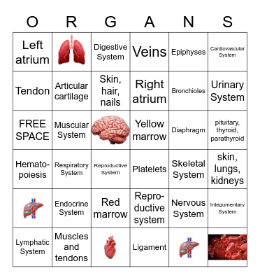 All About The Organs Bingo Card