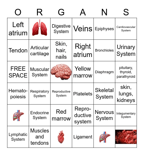 All About The Organs Bingo Card