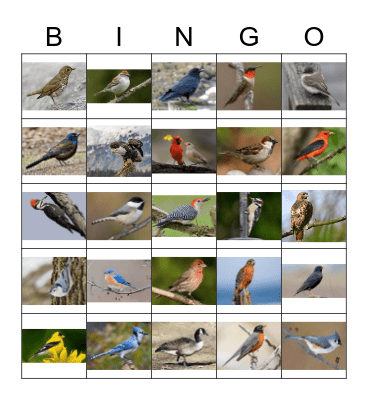 Bird Bingo Card