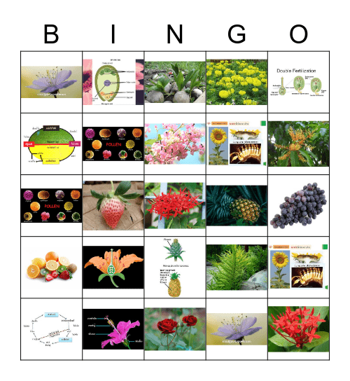 Plant Bingo Card