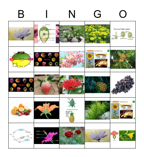 Plant ฺBingo (ฺBio-Kruaek) Bingo Card