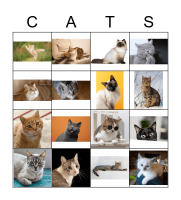 Cats Bingo Card
