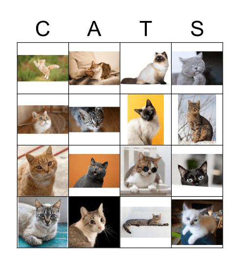Cats Bingo Card