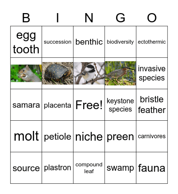 Wildlife biology Bingo Card