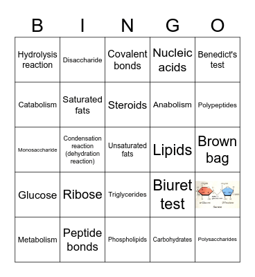 Unit 8: Macromolecules to Metabolism Bingo Card