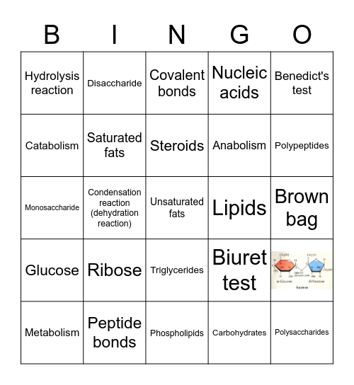 Unit 8: Macromolecules to Metabolism Bingo Card