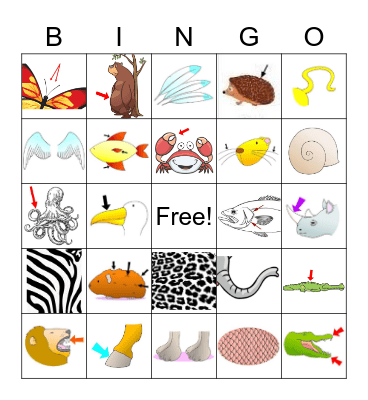 Animal Body Parts Bingo Card