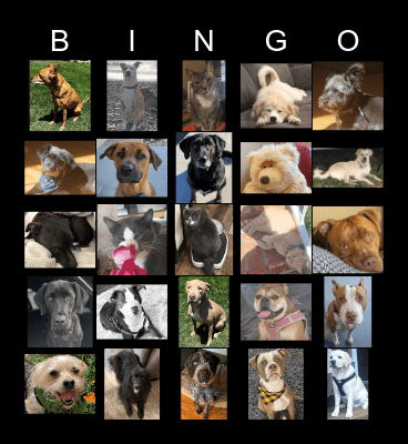 Pets of NSAM Business Services Bingo Card