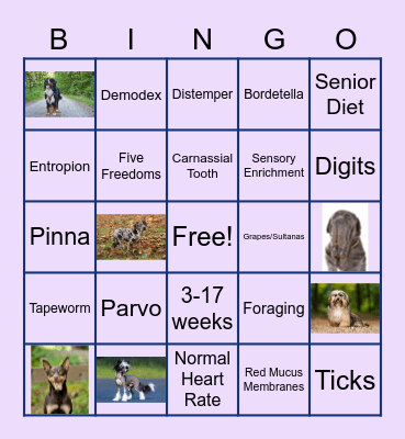 Basic Care of Dogs Bingo Card