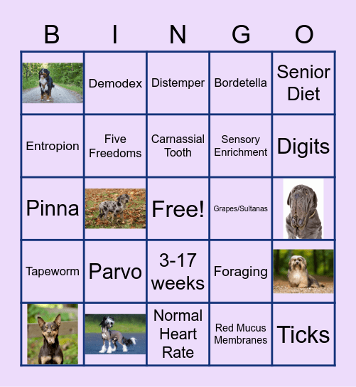 Basic Care of Dogs Bingo Card