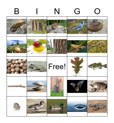 Nature Bingo Card