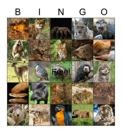 Zoo Bingo Card