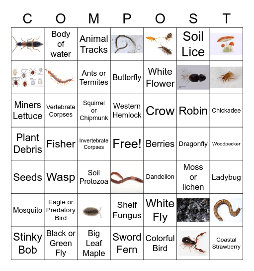 UW PACK Forest Bingo Card