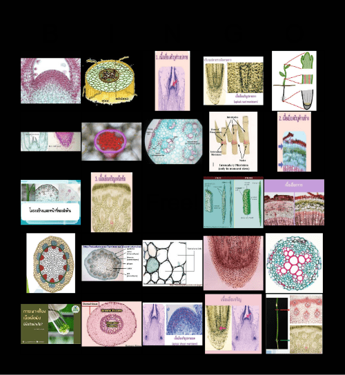 Plant tissue (Kruaek) Bingo Card