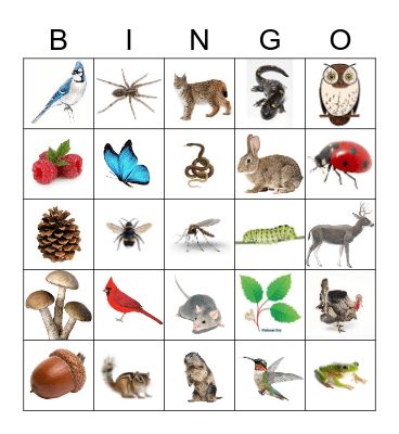 Summer 2023 Bingo Card