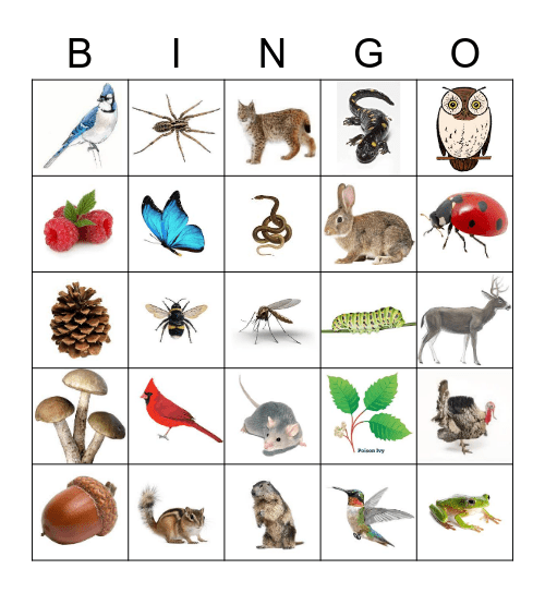 Summer 2023 Bingo Card