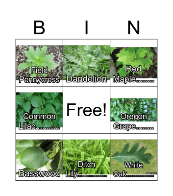 Camp Birkett Nature Bingo Card