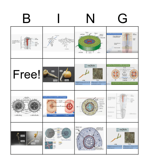 Root Bingo - Kruaek Bingo Card