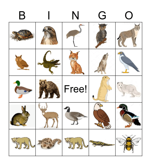 Wildwood Zoo Bingo Card