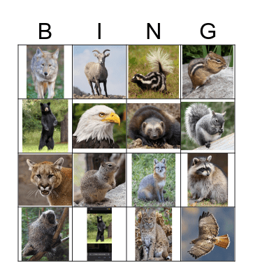 Yosemite Animal Bingo Card