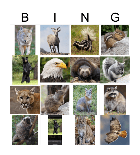 Yosemite Animal Bingo Card