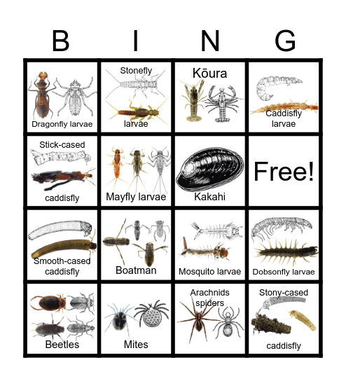 Macroinvertebrate Bingo Card