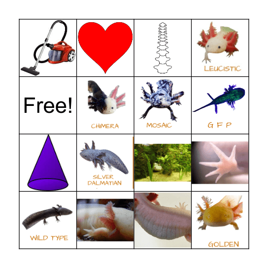 Axolotl Adaptations Bingo Card