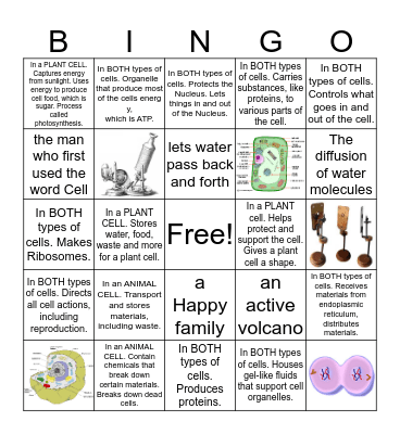 Cells and Organelles  Bingo Card