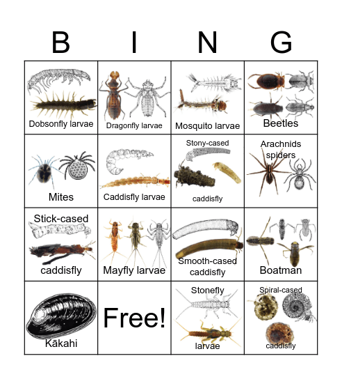 Macroinvertebrate Bingo 2 Bingo Card