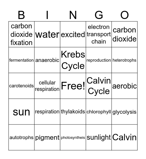 Cellular Respiration/Photosynthesis Bingo Card