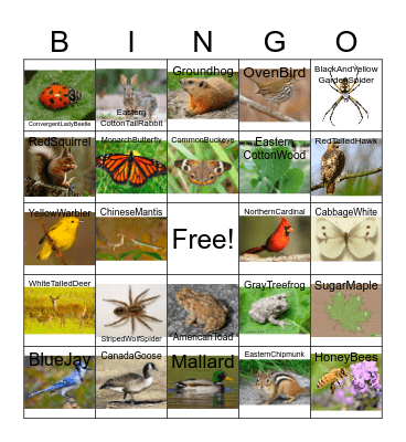Ohio Wildlife Bingo Card
