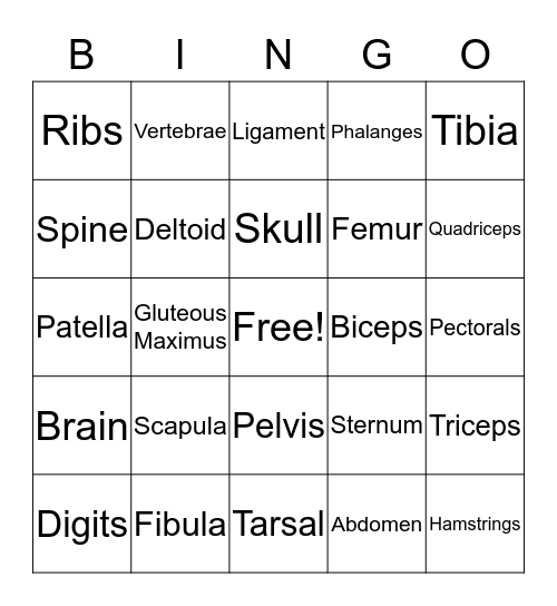 Skeletal/Muscular System Bingo Card