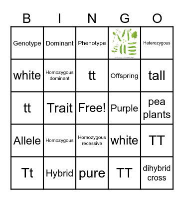 Mendelian Genetics Bingo Card