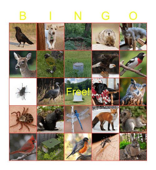 Falch BINGO! Bingo Card