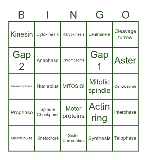 Mitosis Bingo! Bingo Card