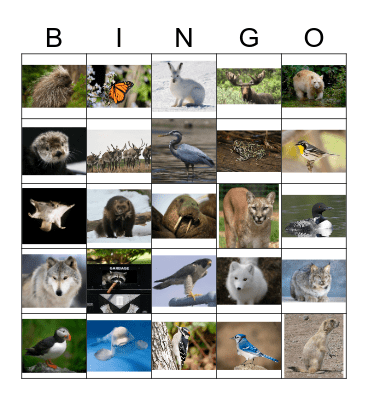 Canadian Animals Bingo Card