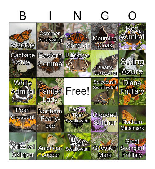 Butterfly Bingo Card